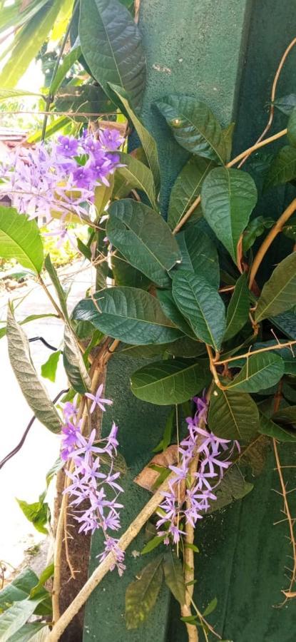 Mandara Rest Bed and Breakfast Hikkaduwa Εξωτερικό φωτογραφία